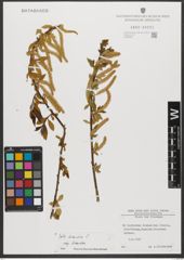 Foto von Salix triandra subsp. triandra L.